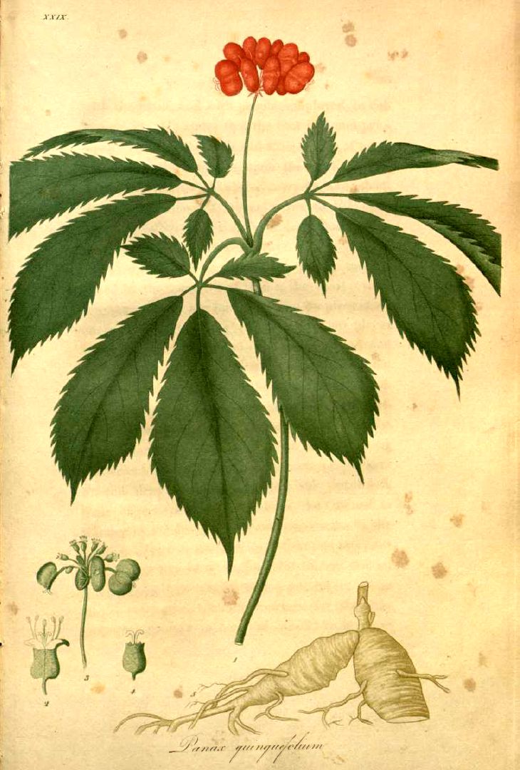 Drawing of the American ginseng plant.