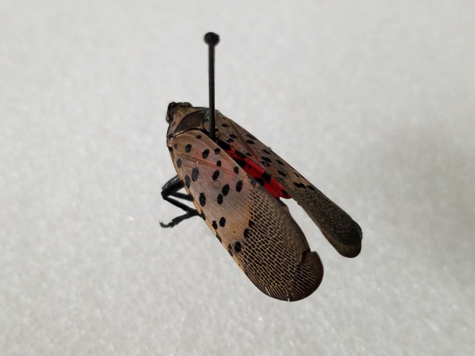 adult spotted lanternfly with brown wings and black spots