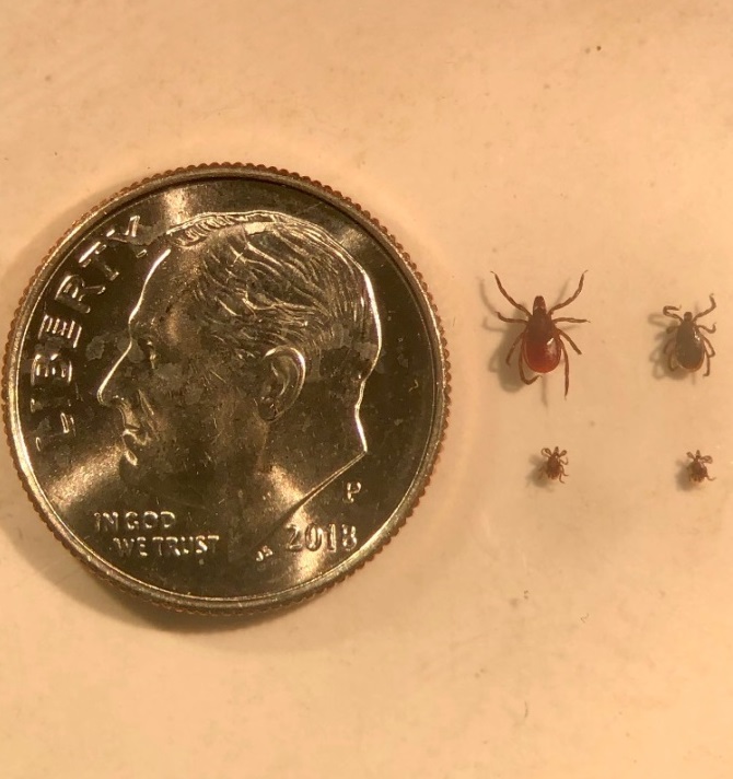 Black-legged tick adults and nymphs compared to a dime.