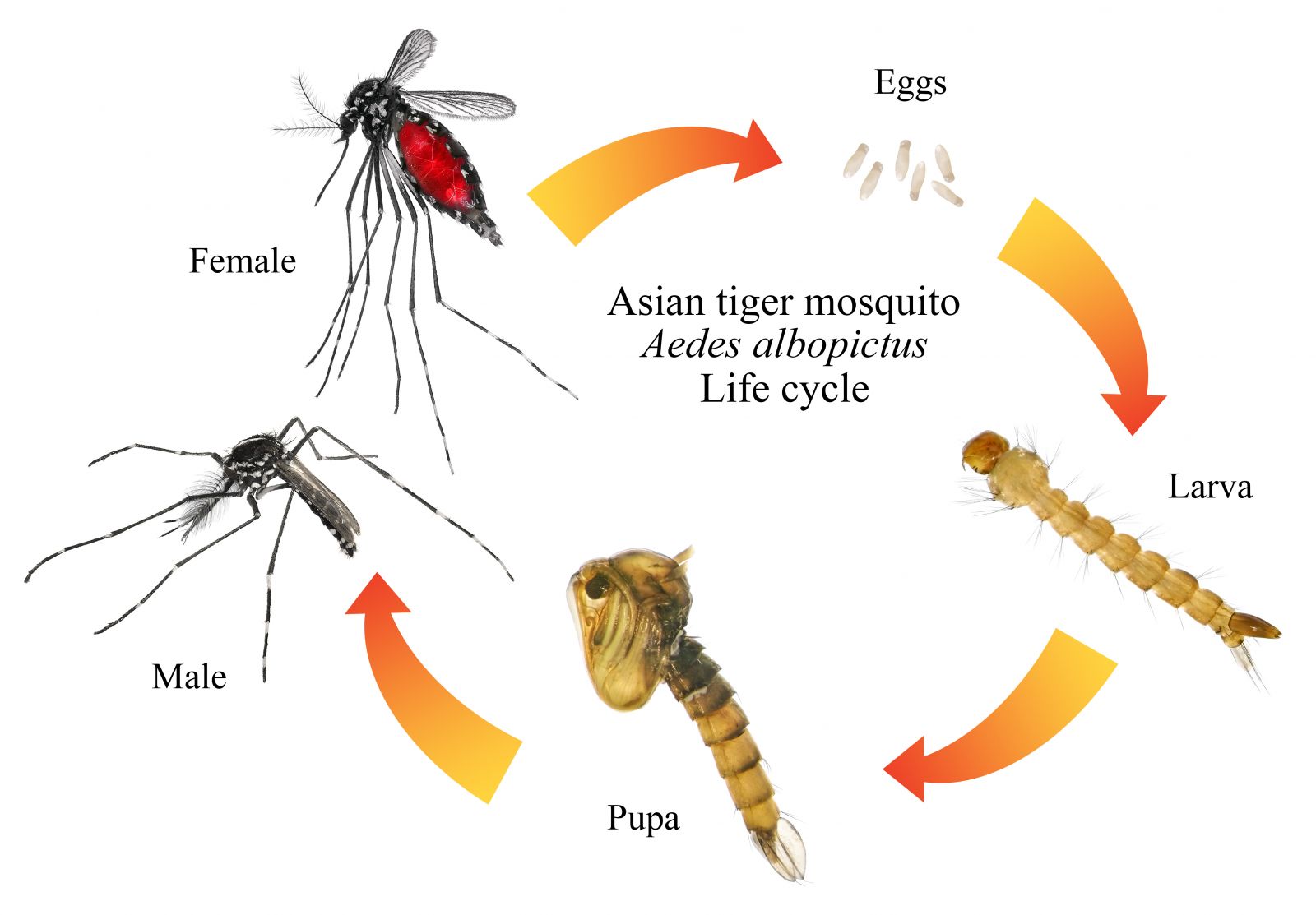 asian tiger mosquito life cycle illustration 
