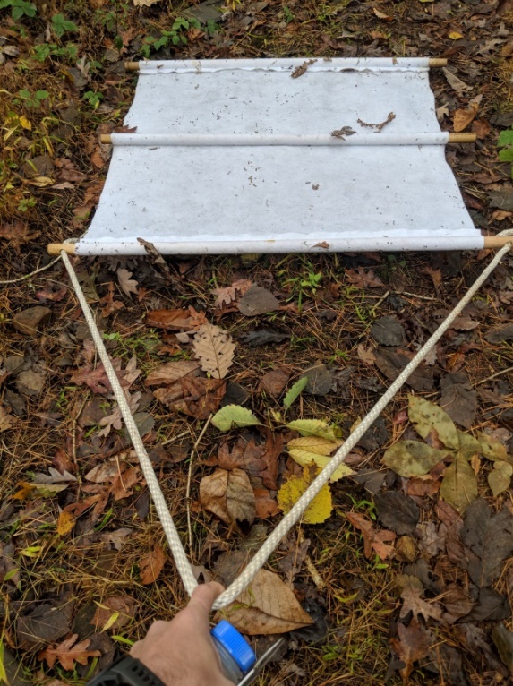 dragging for ticks with a white cloth in leaves