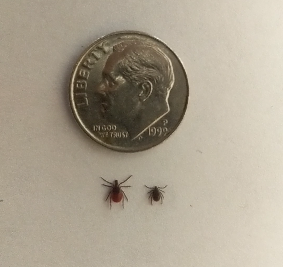 tick size relative to a dime
