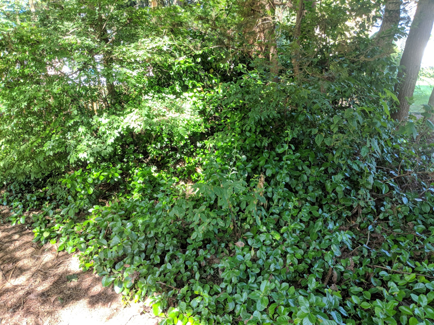 dense vegetation