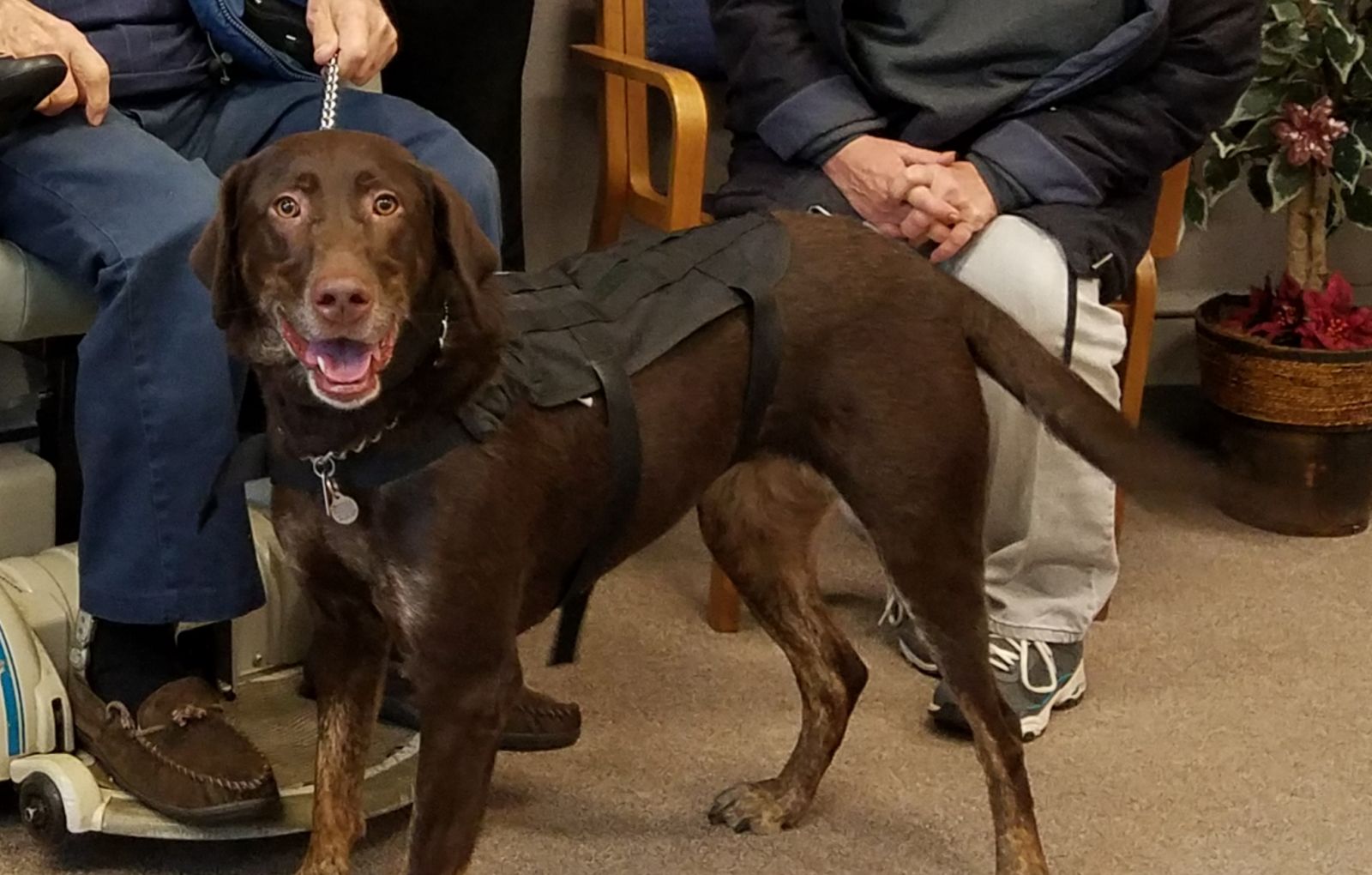 Pictured: Operation Save-A-Vet, Save-A-Pet service dog - Abbey