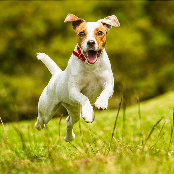 Jack Russell Parson Terrier Running Toward The Camera