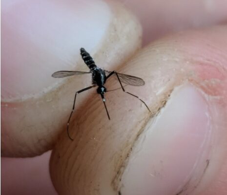 Close-up of a mosquito perched on a person's fingertip.