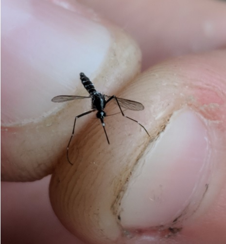 Close-up of a mosquito perched on a person's fingertip.