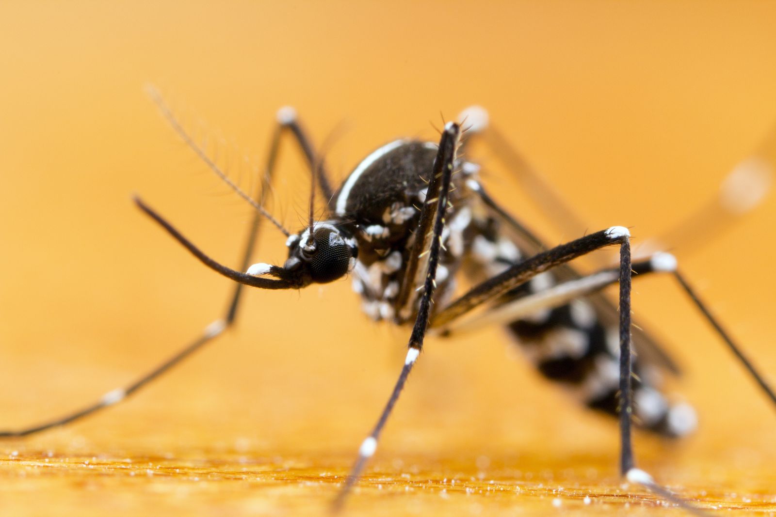 Close-up image of a black-and-white striped mosquito on a light brown surface.