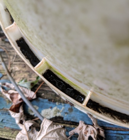 bucket lid habitat of asian tiger mosquito