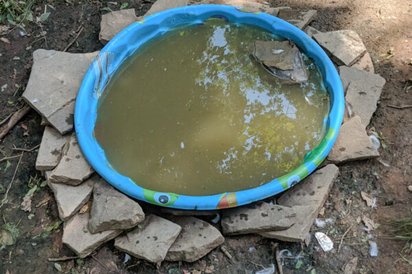 A small, round inflatable pool filled with murky water is surrounded by irregular stone slabs on the ground.