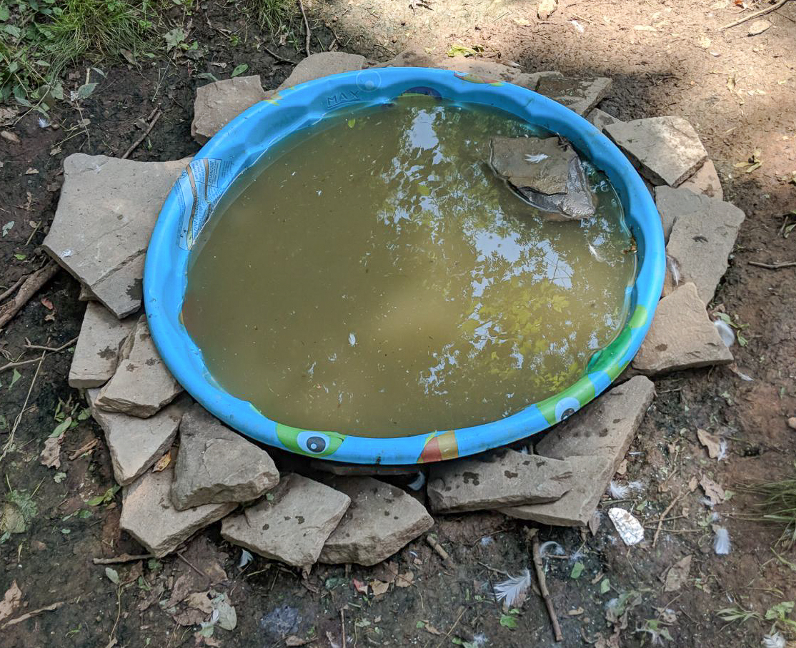 A small, round inflatable pool filled with murky water is surrounded by irregular stone slabs on the ground.