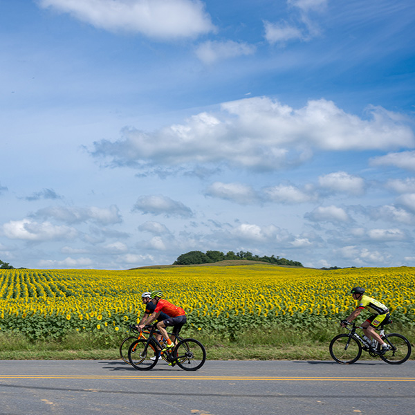 Cyclists passing yellow and green fields.