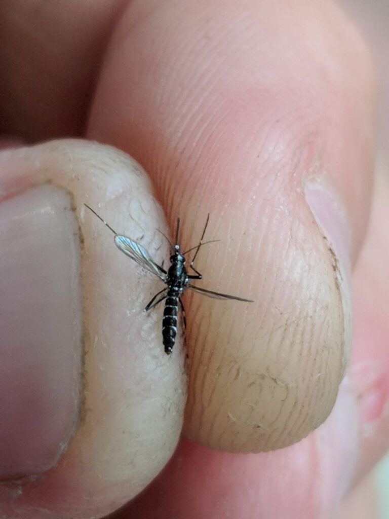 Close-up of a mosquito held between two fingers, showing detailed body and wing structure.