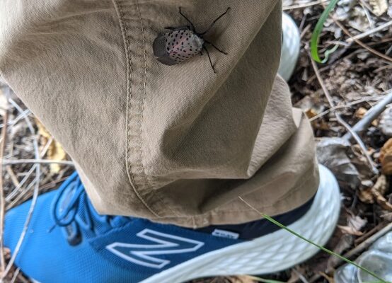 A spotted lanternfly is perched on a person's khaki pants, with a blue shoe visible nearby.