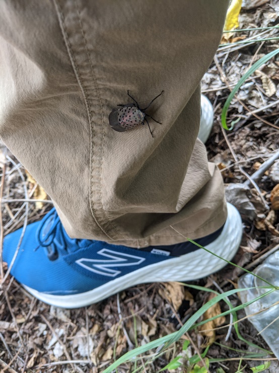 A spotted lanternfly is perched on a person's khaki pants, with a blue shoe visible nearby.