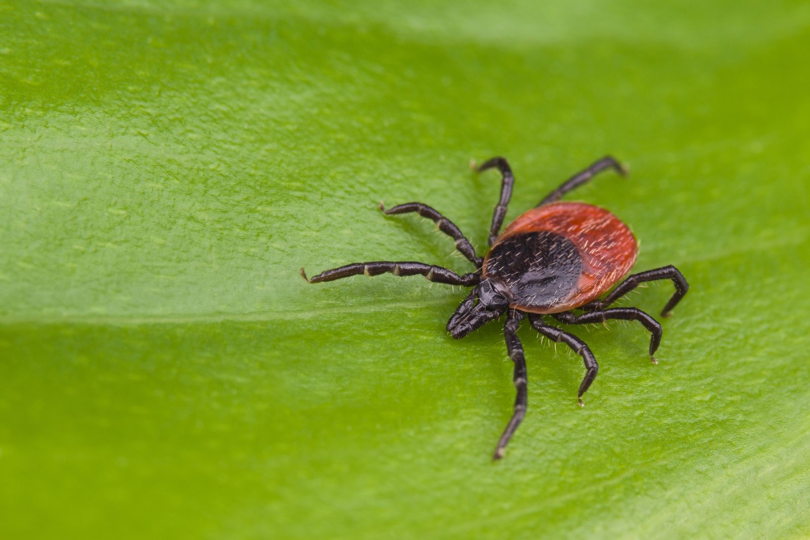 Adult black-legged tick