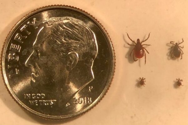 Four ticks of varying sizes are placed beside a dime, highlighting their small size.