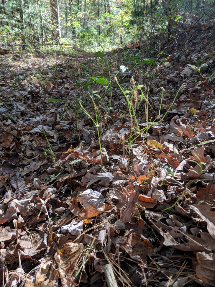 Prime habitat for both nymph and adult Black-legged ticks.