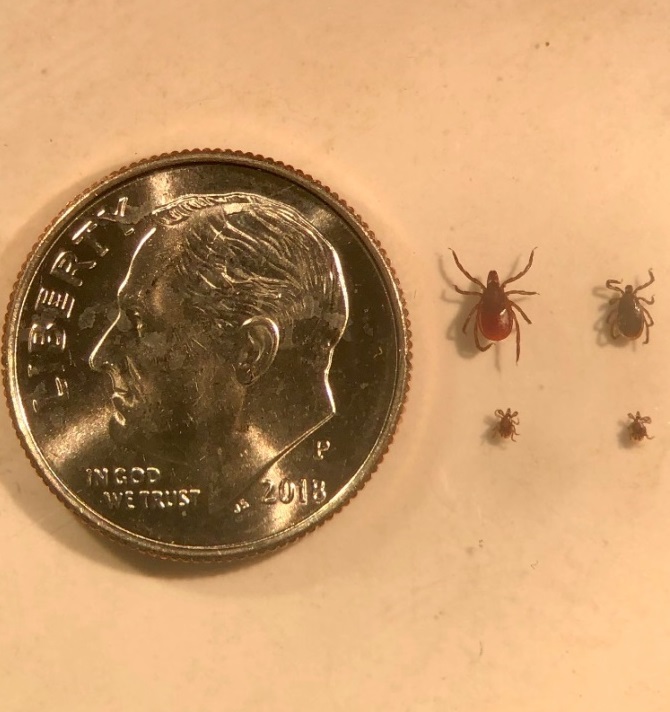 Black-Legged Tick Nymph – The Unseen Lyme Culprit